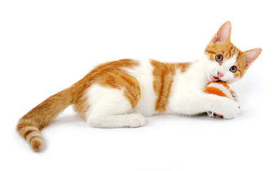 playful kitten