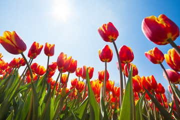 Fototapeta premium Poniżej widok pięknych pomarańczowych tulipanów, Holandia