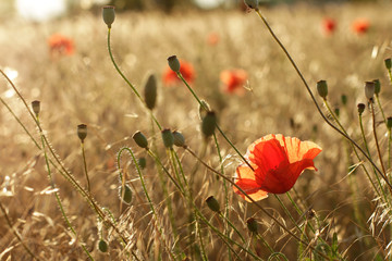 Naklejka premium Red poppies in field - beauty in nature 
