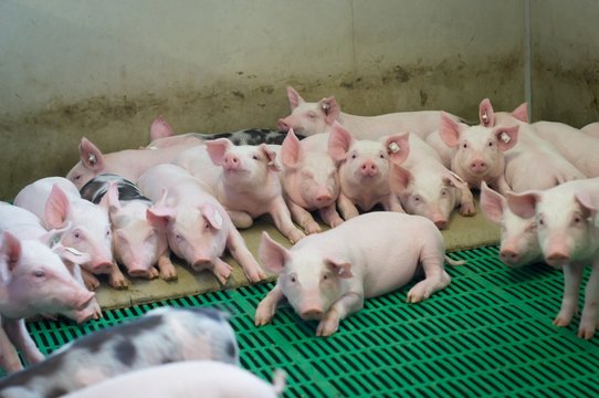 Konventionelle Ferkelerzeugung,  Ferkel im Liegebereich 