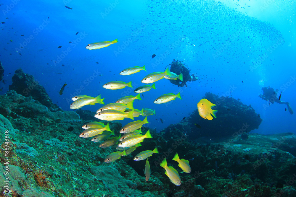 Wall mural Scuba diving on tropical coral reef with fish underwater