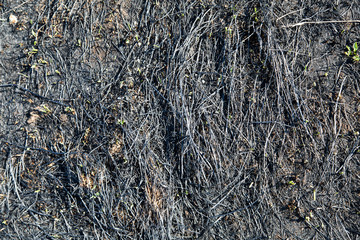 background of burn grass