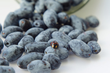 Berries of Honeysuckle