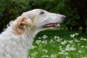 Fototapeta premium Portrate of russian borzoi
