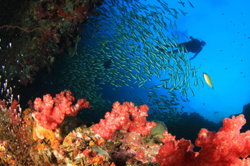 Fototapeta na wymiar Scuba diving on tropical coral reef with fish underwater