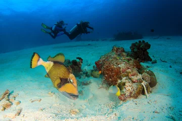 Fotobehang Scuba diving on tropical coral reef with fish underwater © Richard Carey