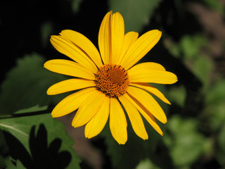 Big yellow flower