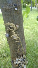 salyangoz
