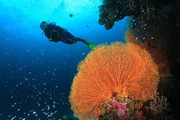 Cercles muraux Plonger Plongée sous-marine sur un récif de corail tropical avec des poissons sous l& 39 eau