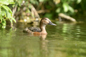 Common Pochard, Pochard - female