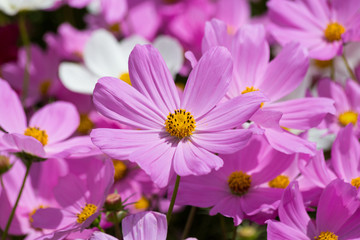 Obraz premium Pink flower