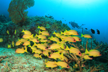 School Snapper fish and scuba diver underwater