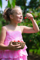 Funny little girl eating fresh picked cherry in cherry garden