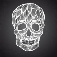 Vector illustration with Hand Drawn Skull.