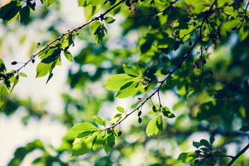 Green leaves
