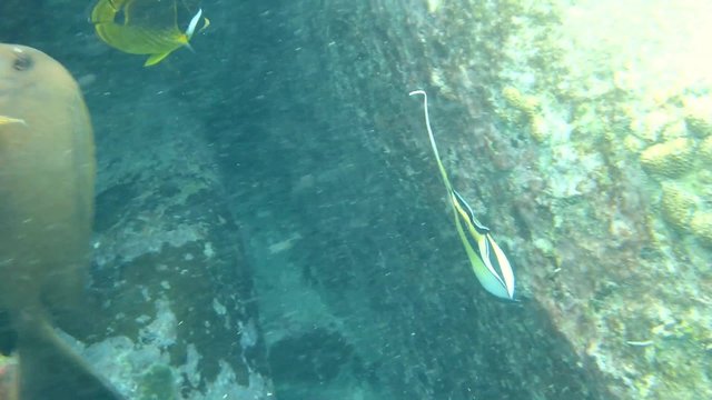 Poissons tropicaux et coraux dans l'oc&eacute;an indien