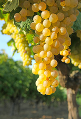 Vignoble charentais © hcast
