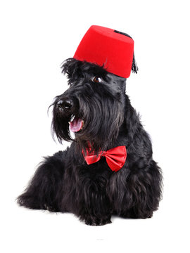 Dog dressed-up in bow tie and fez