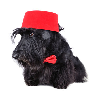 Dog in fez
