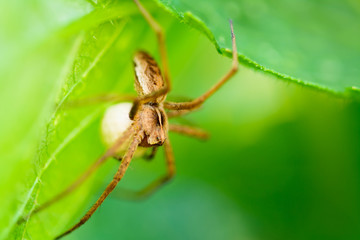 Eine Spinne im Gr&uuml;nen