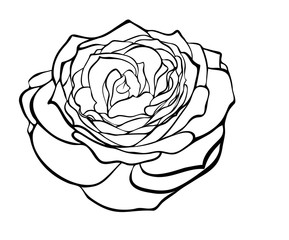 beautiful rose in the style of black and white engraving.