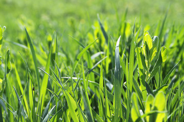 Green grass.