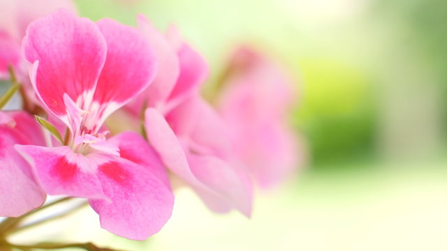 Pink flower in nature