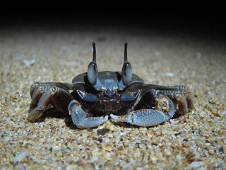 Ghost crab