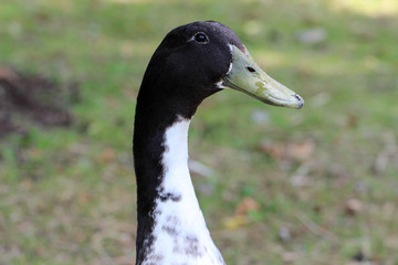 Close up head shot of black and white male duck