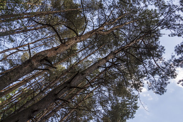 Pines forest in Ukraine, summer