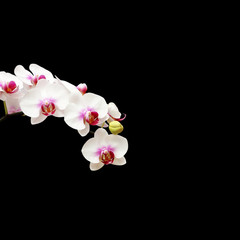 Naklejka na ściany i meble White orchid flower