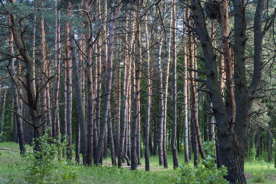 Pines forest in Ukraine, summer