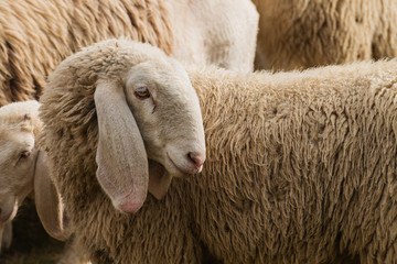 Naklejka premium Portrait of a sheep with long ears