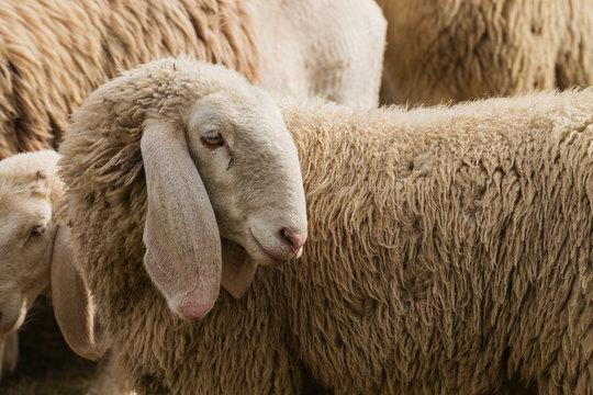 Portrait of a sheep with long ears