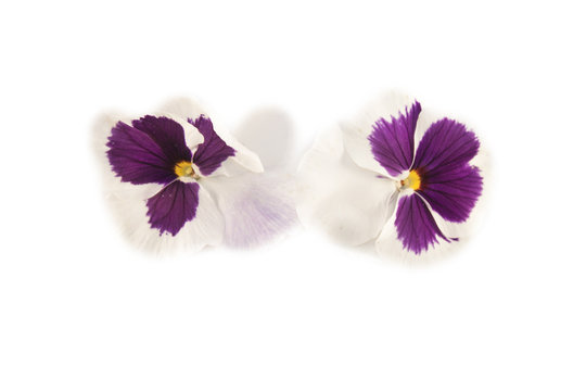 Viola sororia, Viola flower