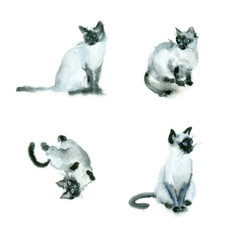 Watercolor sketch four cats. 