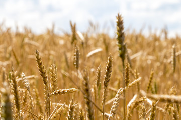 Wheat corn harvest in Ukraine