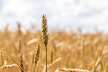 Wheat corn harvest in Ukraine