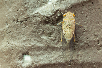 cicada