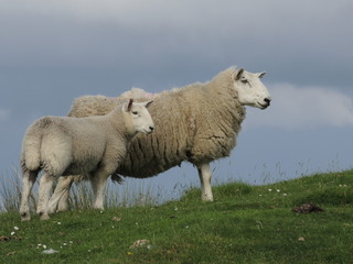 mouton écossais