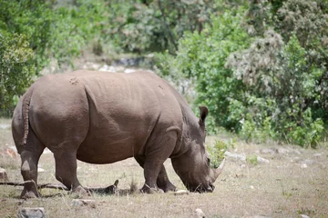 Foto op Plexiglas Rhino © Herbert