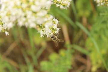 Honigbiene an Blüte des Majorans