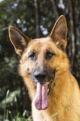 pastor alemán lengua