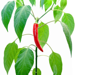 hot pepper