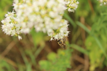Honigbiene auf Blüte des Majorans