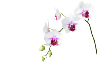 White orchid flower on white background