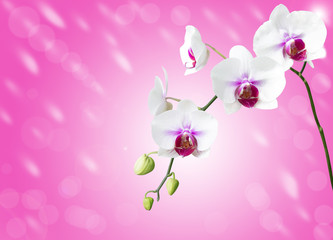 Fototapeta na wymiar White orchid flower on white background