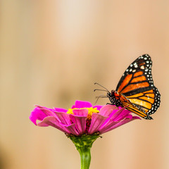 Butterfly and flower