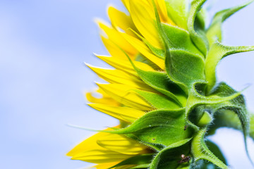 Macro Sunflower