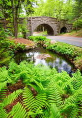 Fototapeta premium Bridge and Pond at Acadia National Park